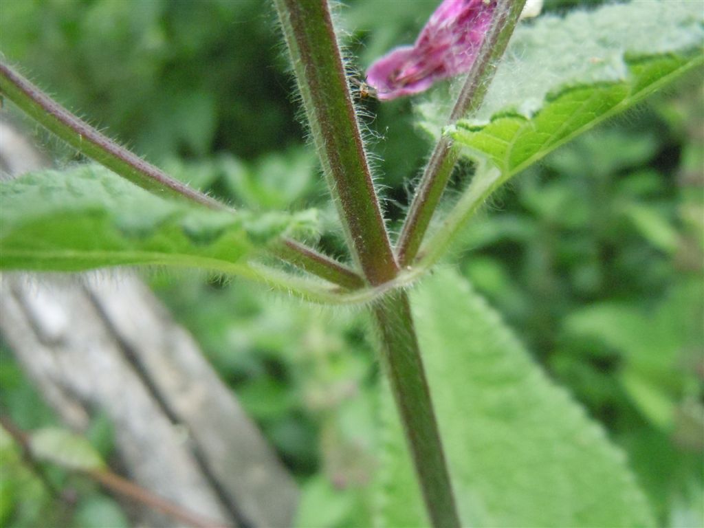 Stachys sylvatica L. / Stregona dei boschi